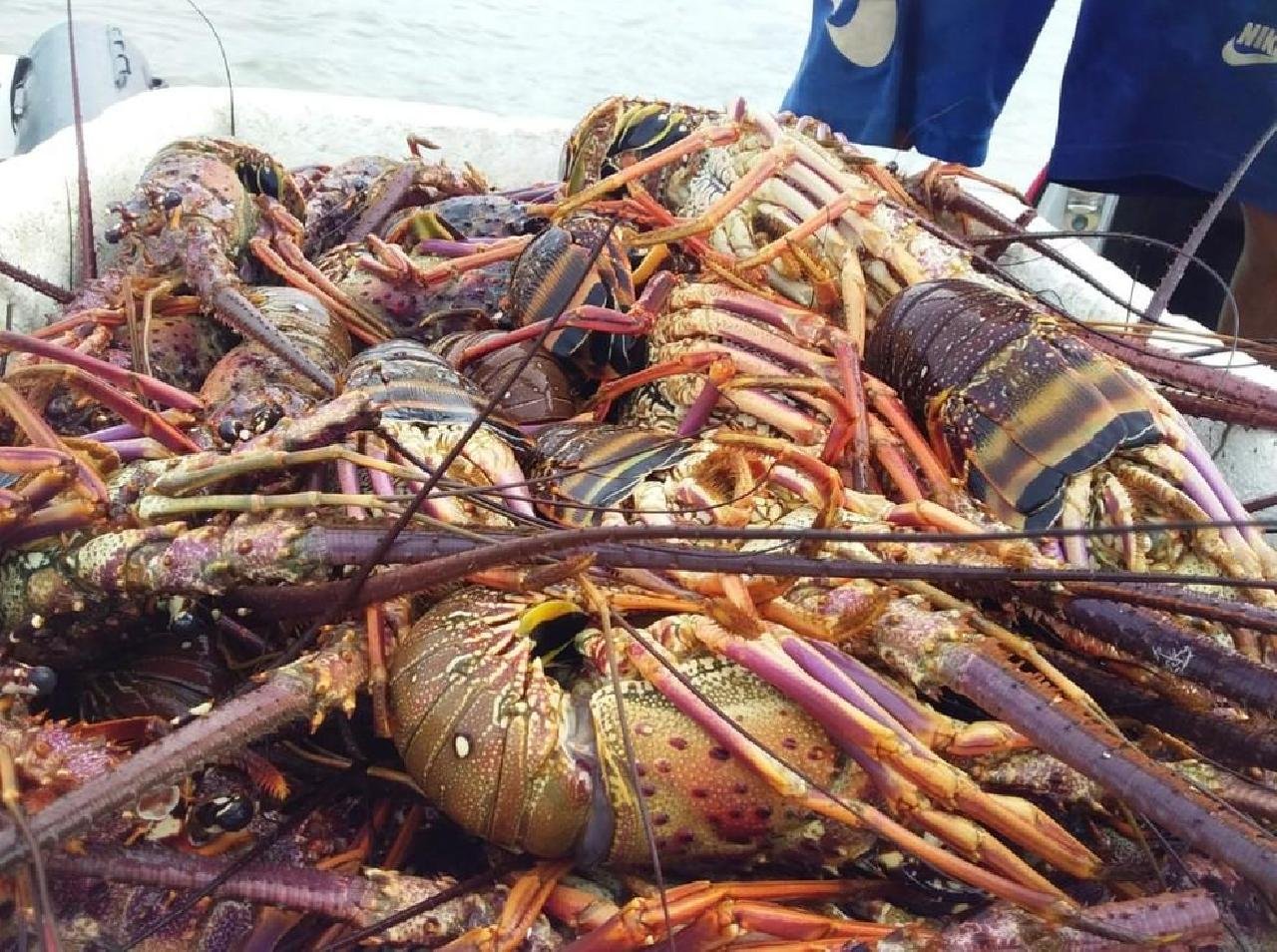 PESCA DE CAMARÃO E LAGOSTA SERÁ PROIBIDA A PARTIR DE 1º DE NOVEMBRO POR 'PROVÁVEL CONTAMINAÇÃO QUÍMICA' POR ÓLEO NO NORDESTE PESCA DE CAMARÃO E LAGOSTA SERÁ PROIBIDA A PARTIR DE 1º DE NOVEMBRO POR 'PROVÁVEL CONTAMINAÇÃO QUÍMICA' POR ÓLEO NO NORDESTE