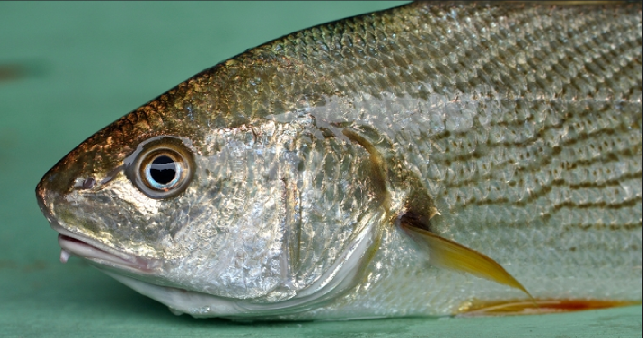 ILHÉUS VAI DISTRIBUIR 30 TONELADAS DE PEIXE NA SEMANA SANTA PARA FAMÍLIAS CARENTES, MAS AINDA NÃO TEM DATA PARA DISTRIBUIÇÃO ILHÉUS VAI DISTRIBUIR 30 TONELADAS DE PEIXE NA SEMANA SANTA PARA FAMÍLIAS CARENTES, MAS AINDA NÃO TEM DATA PARA DISTRIBUIÇÃO