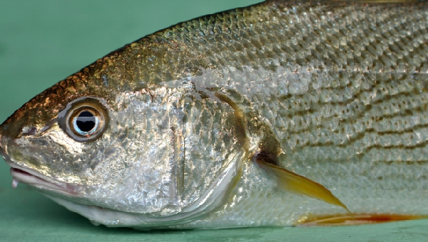 ILHÉUS VAI DISTRIBUIR 30 TONELADAS DE PEIXE NA SEMANA SANTA PARA FAMÍLIAS CARENTES, MAS AINDA NÃO TEM DATA PARA DISTRIBUIÇÃO