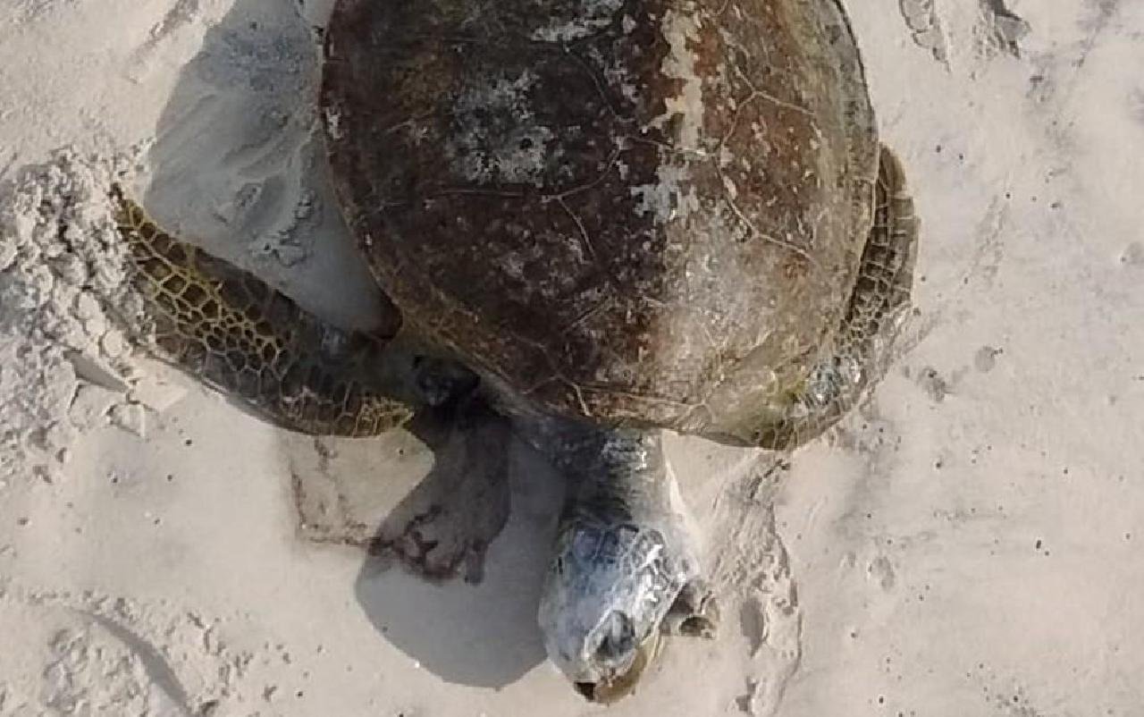 SUL DA BAHIA REGISTRA MAIS DE 80 ANIMAIS MARINHOS MORTOS EM 2021 SUL DA BAHIA REGISTRA MAIS DE 80 ANIMAIS MARINHOS MORTOS EM 2021