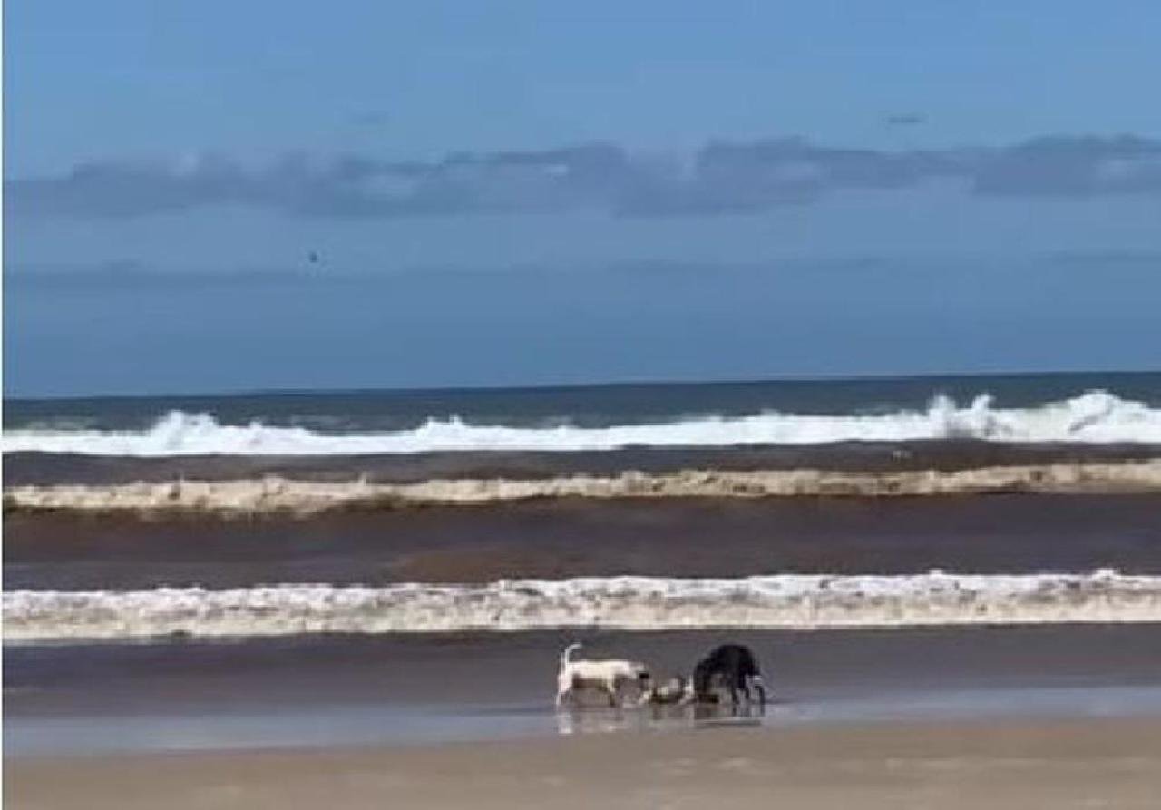 PITBULLS SOLTOS E SEM FOCINHEIRA ATACAM E MATAM CÃO QUE PASSEAVA COM TUTORA EM PRAIA PITBULLS SOLTOS E SEM FOCINHEIRA ATACAM E MATAM CÃO QUE PASSEAVA COM TUTORA EM PRAIA