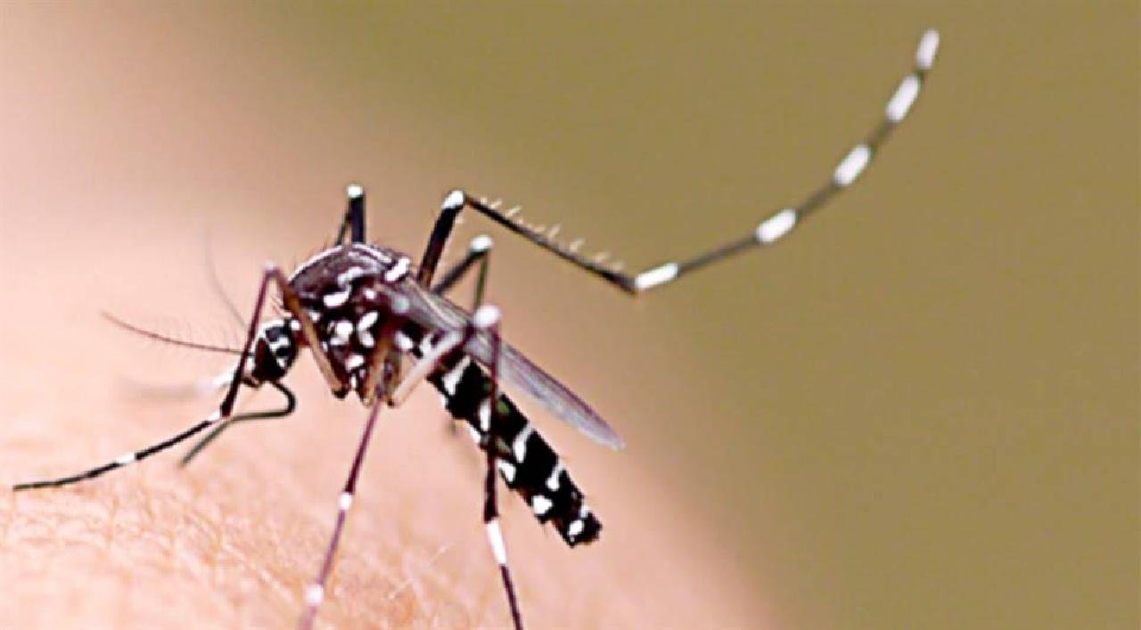 ILHÉUS TEM RISCO DE SURTO DE DENGUE, ZIKA E CHIKUNGUNYA, ALERTA MINISTÉRIO DA SAÚDE ILHÉUS TEM RISCO DE SURTO DE DENGUE, ZIKA E CHIKUNGUNYA, ALERTA MINISTÉRIO DA SAÚDE
