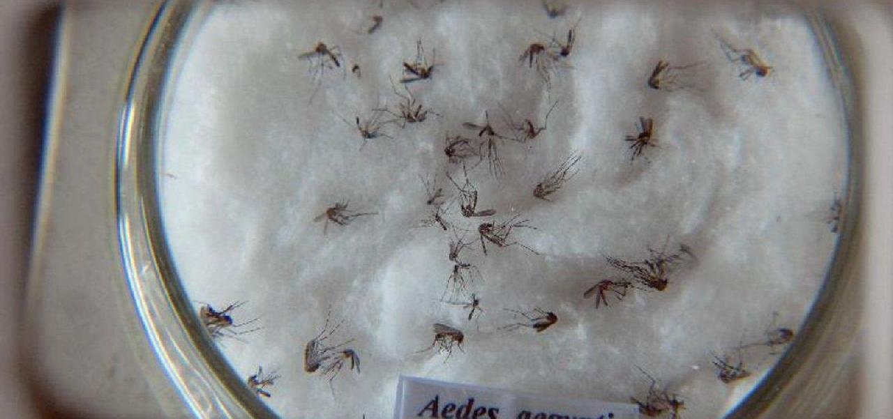 BAHIA EM SITUAÇÃO DE EMERGÊNCIA COM ALTOS ÍNDICES DE DENGUE BAHIA EM SITUAÇÃO DE EMERGÊNCIA COM ALTOS ÍNDICES DE DENGUE