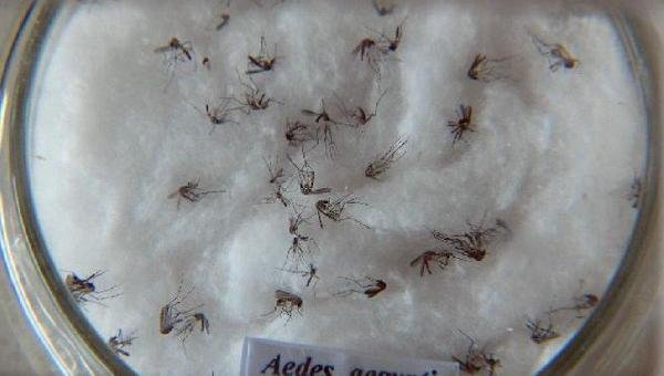 BAHIA EM SITUAÇÃO DE EMERGÊNCIA COM ALTOS ÍNDICES DE DENGUE 