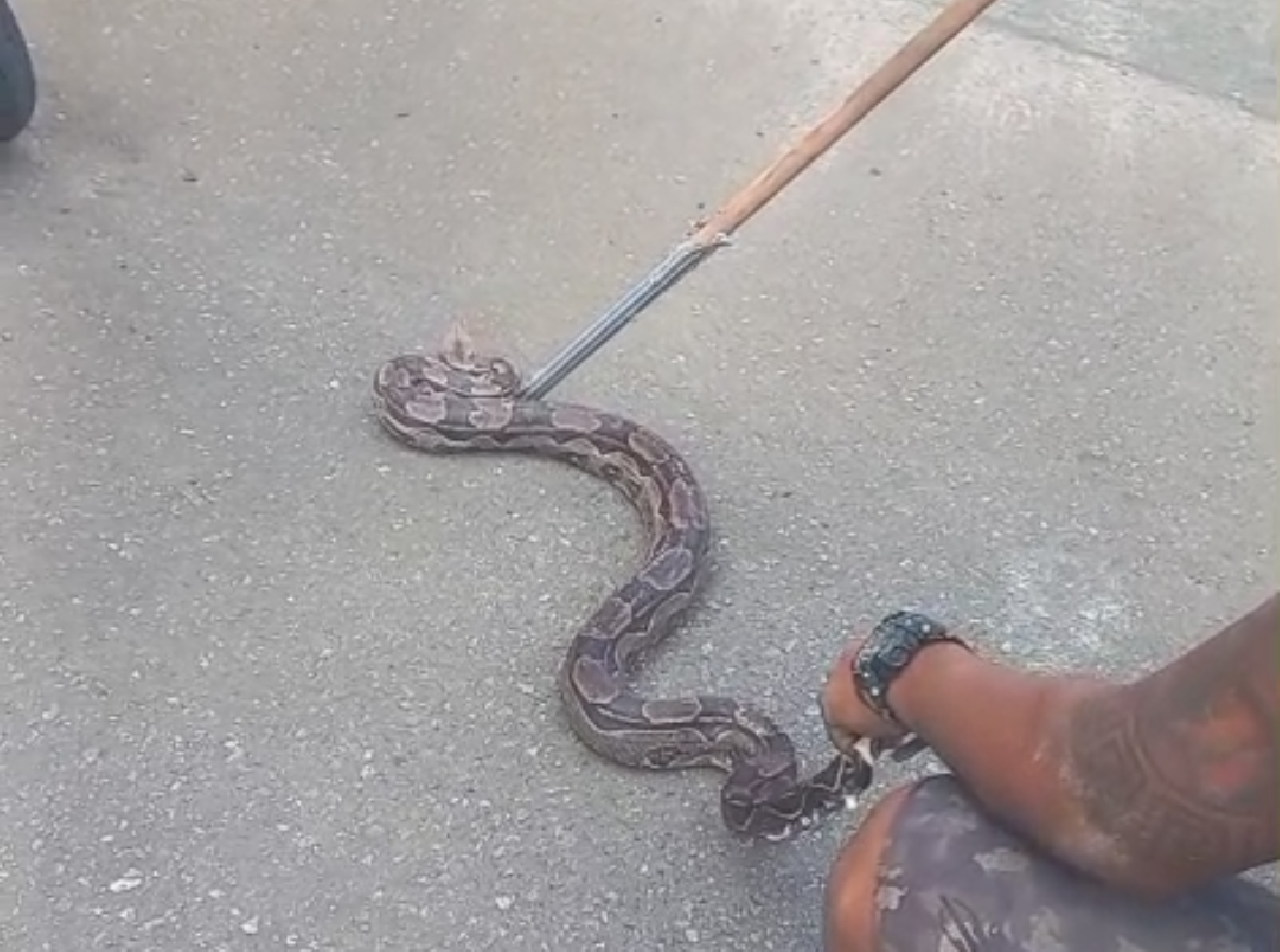 MAIS UMA COBRA É ENCONTRADA EM ILHÉUS, DESTA VEZ DENTRO DE UM CARRO NO CONDOMÍNIO SOL E MAR MAIS UMA COBRA É ENCONTRADA EM ILHÉUS, DESTA VEZ DENTRO DE UM CARRO NO CONDOMÍNIO SOL E MAR