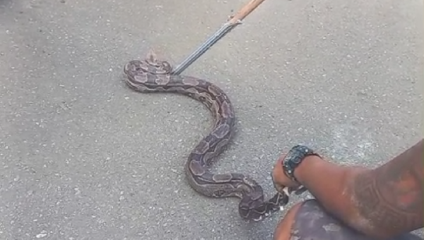 MAIS UMA COBRA É ENCONTRADA EM ILHÉUS, DESTA VEZ DENTRO DE UM CARRO NO CONDOMÍNIO SOL E MAR