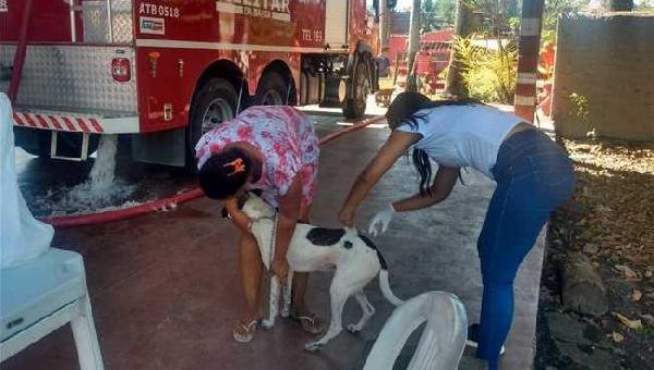 CAMPANHA DE VACINAÇÃO ANTIRRÁBICA CONTINUA EM ILHÉUS; CONFIRA O CRONOGRAMA SEMANAL