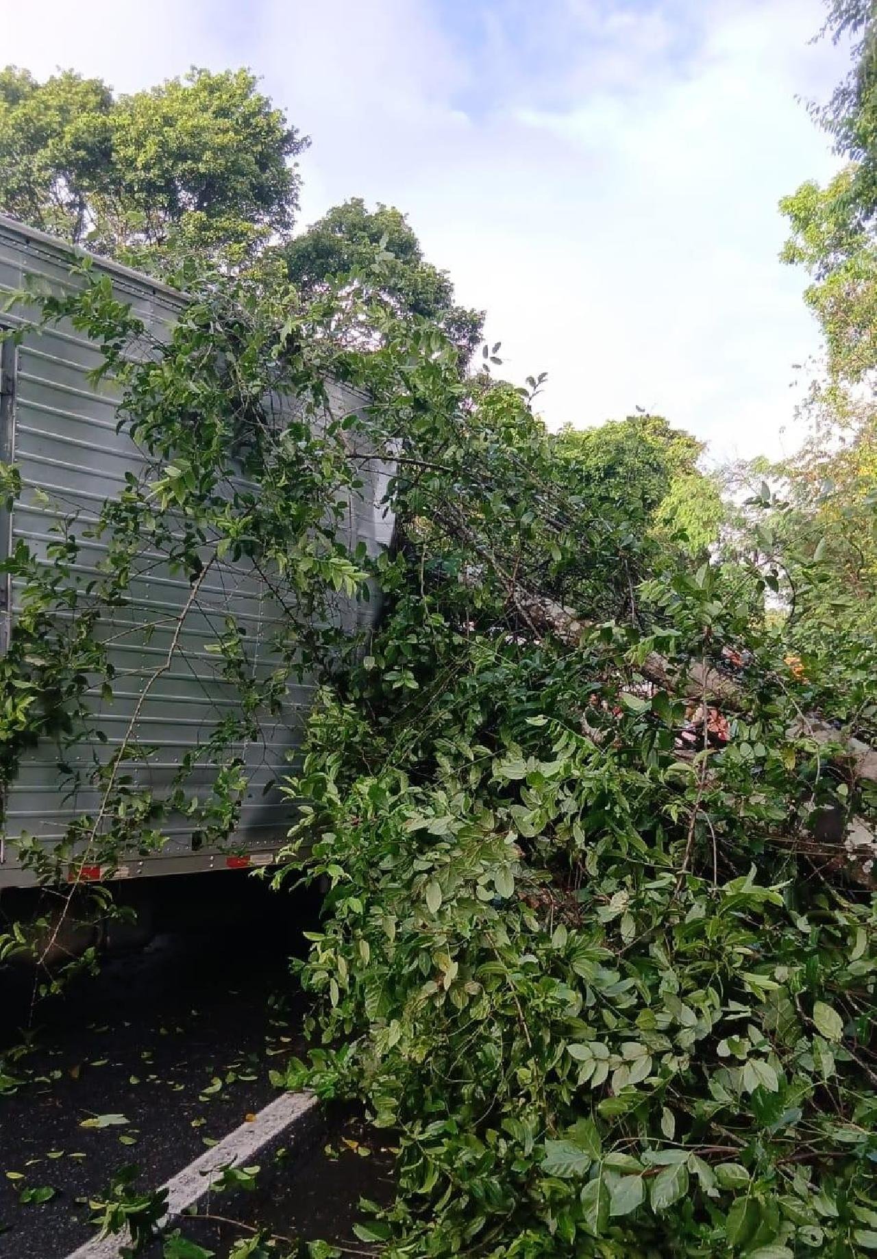 ÁRVORE CAI SOBRE CAMINHÃO E DEIXA DOIS MORTOS NA BR-415, EM ITABUNA