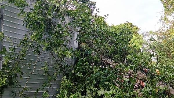 ÁRVORE CAI SOBRE CAMINHÃO E DEIXA DOIS MORTOS NA BR-415, EM ITABUNA