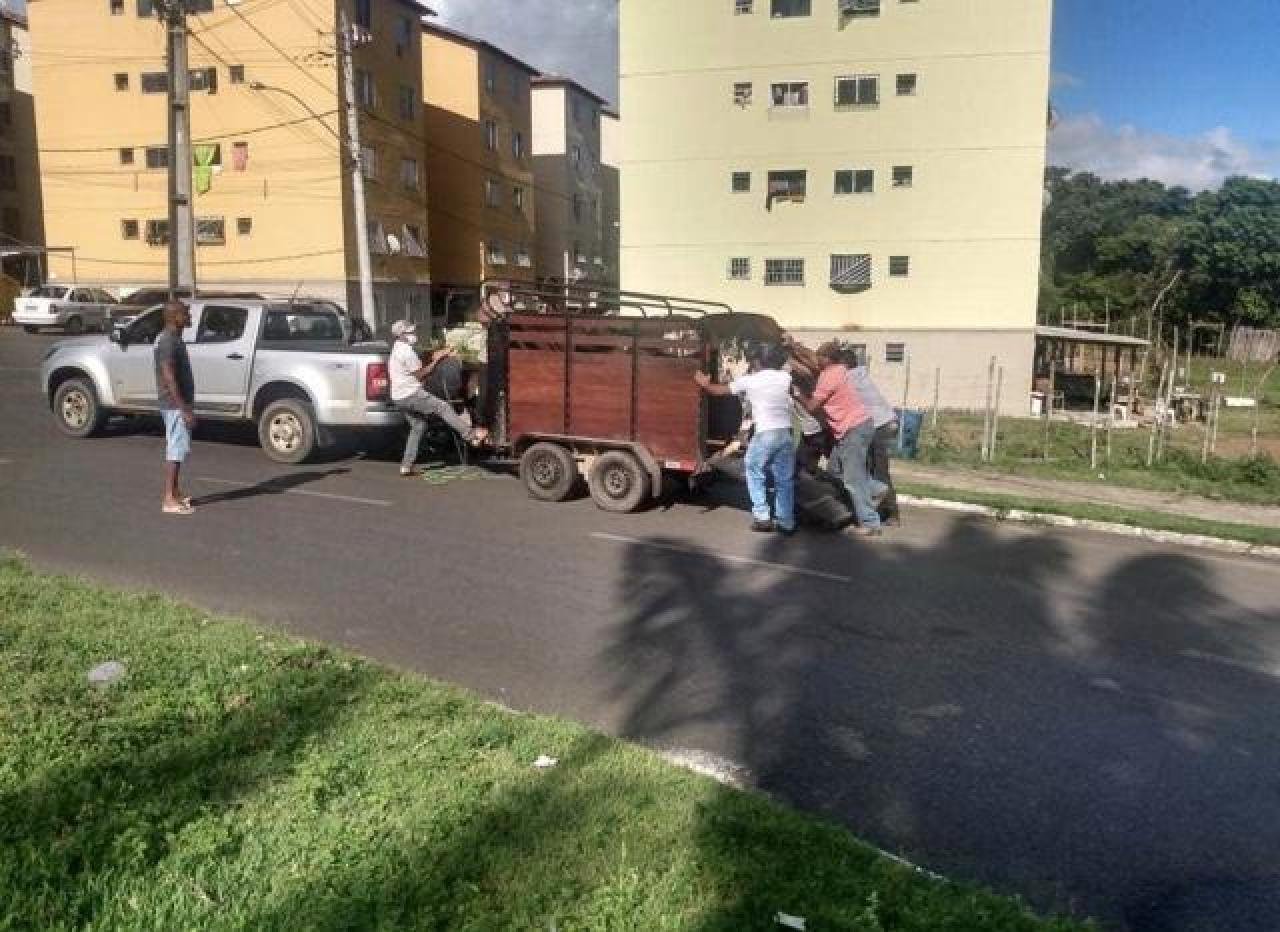 ILHÉUS: OPERAÇÃO “PISTA NÃO É PASTO” CAPTURA ANIMAIS SOLTOS EM VIAS PÚBLICAS DA CIDADE ILHÉUS: OPERAÇÃO “PISTA NÃO É PASTO” CAPTURA ANIMAIS SOLTOS EM VIAS PÚBLICAS DA CIDADE