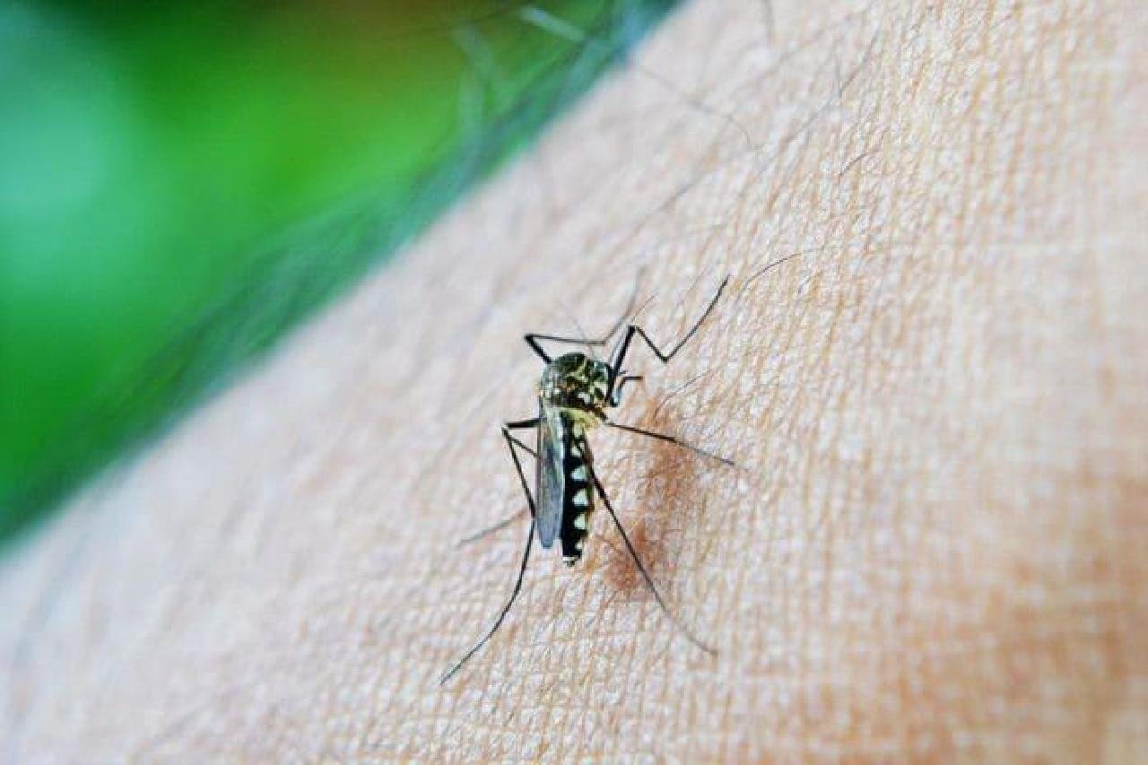MP ACIONA MUNICÍPIO DE ILHÉUS POR DÉFICIT DE AGENTES DE ENDEMIAS E ALTA INFESTAÇÃO DE MOSQUITO MP ACIONA MUNICÍPIO DE ILHÉUS POR DÉFICIT DE AGENTES DE ENDEMIAS E ALTA INFESTAÇÃO DE MOSQUITO