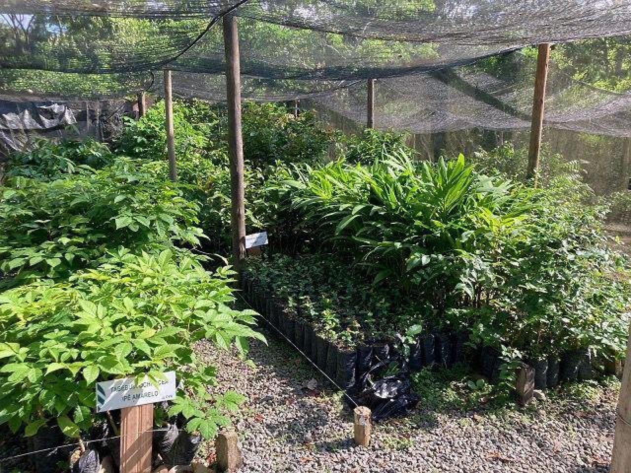 CVR COSTA DO CACAU DISPONIBILIZA MUDAS FRUTÍFERAS E ESPÉCIES DA MATA ATLÂNTICA PARA A COMUNIDADE CVR COSTA DO CACAU DISPONIBILIZA MUDAS FRUTÍFERAS E ESPÉCIES DA MATA ATLÂNTICA PARA A COMUNIDADE