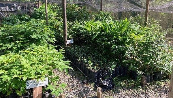 CVR COSTA DO CACAU DISPONIBILIZA MUDAS FRUTÍFERAS E ESPÉCIES DA MATA ATLÂNTICA PARA A COMUNIDADE