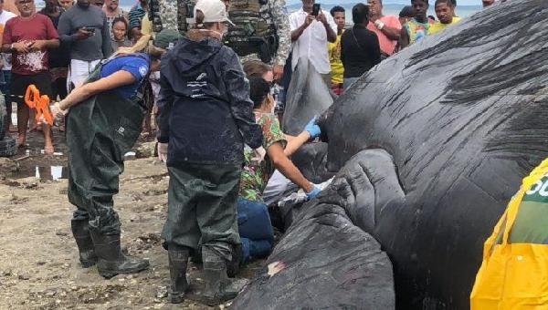 BALEIA VIRA CHURRASCO EM SALVADOR