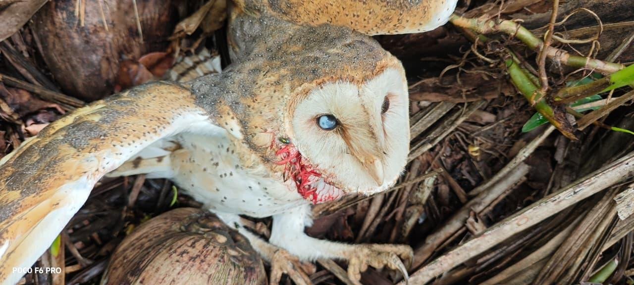 OUVINTE ACUSA INEMA DE OMISSÃO APÓS DEMORA EM RESGATE E MORTE DE CORUJA FERIDA EM ILHÉUS