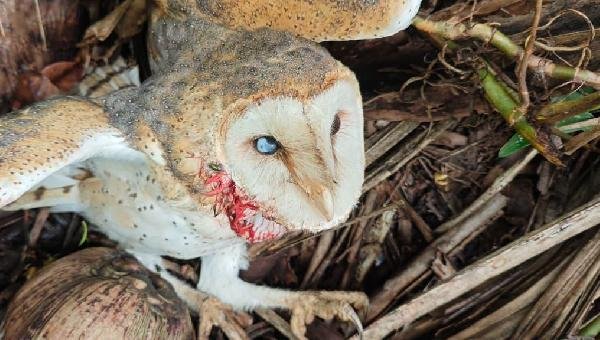 OUVINTE ACUSA INEMA DE OMISSÃO APÓS DEMORA EM RESGATE E MORTE DE CORUJA FERIDA EM ILHÉUS