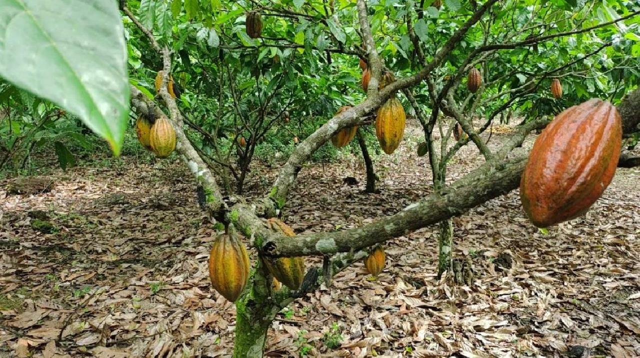 PREÇO DA ARROBA DO CACAU NO SUL DA BAHIA CAI 58% EM OITO MESES PREÇO DA ARROBA DO CACAU NO SUL DA BAHIA CAI 58% EM OITO MESES