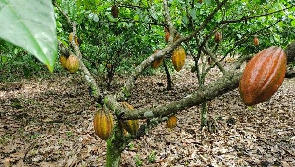 PREÇO DA ARROBA DO CACAU NO SUL DA BAHIA CAI 58% EM OITO MESES PREÇO DA ARROBA DO CACAU NO SUL DA BAHIA CAI 58% EM OITO MESES