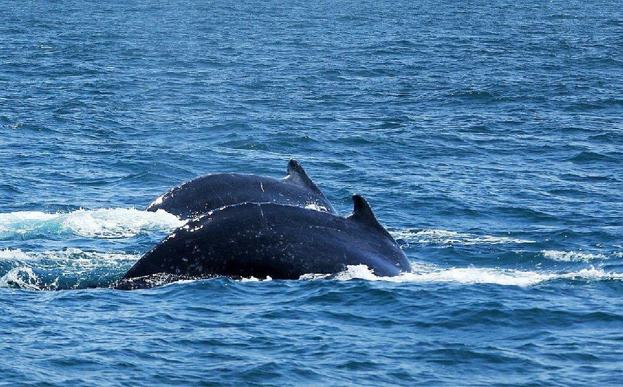 EXPEDIÇÃO ENCONTRA MAIS DE 170 GRUPOS DE BALEIAS JUBARTES NA COSTA BAIANA EXPEDIÇÃO ENCONTRA MAIS DE 170 GRUPOS DE BALEIAS JUBARTES NA COSTA BAIANA