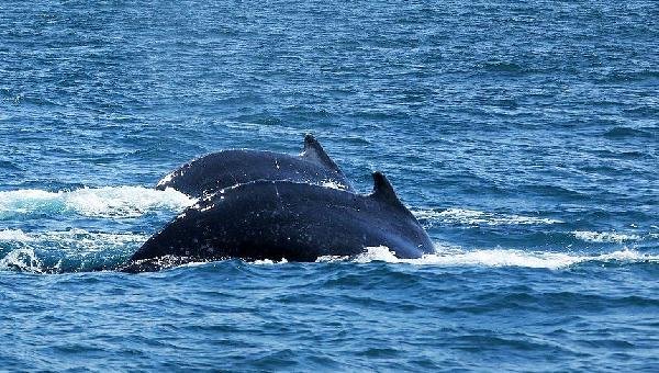 EXPEDIÇÃO ENCONTRA MAIS DE 170 GRUPOS DE BALEIAS JUBARTES NA COSTA BAIANA