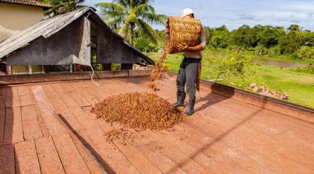 PRODUTORES DE CACAU PODEM TER DESCONTOS DE ATÉ 90% PARA LIQUIDAÇÃO DE SUAS DÍVIDAS PRODUTORES DE CACAU PODEM TER DESCONTOS DE ATÉ 90% PARA LIQUIDAÇÃO DE SUAS DÍVIDAS