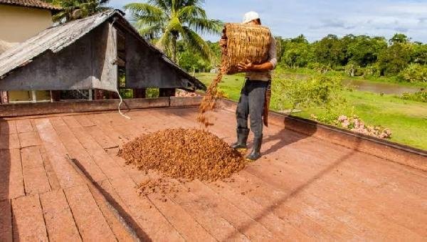 PRODUTORES DE CACAU PODEM TER DESCONTOS DE ATÉ 90% PARA LIQUIDAÇÃO DE SUAS DÍVIDAS 