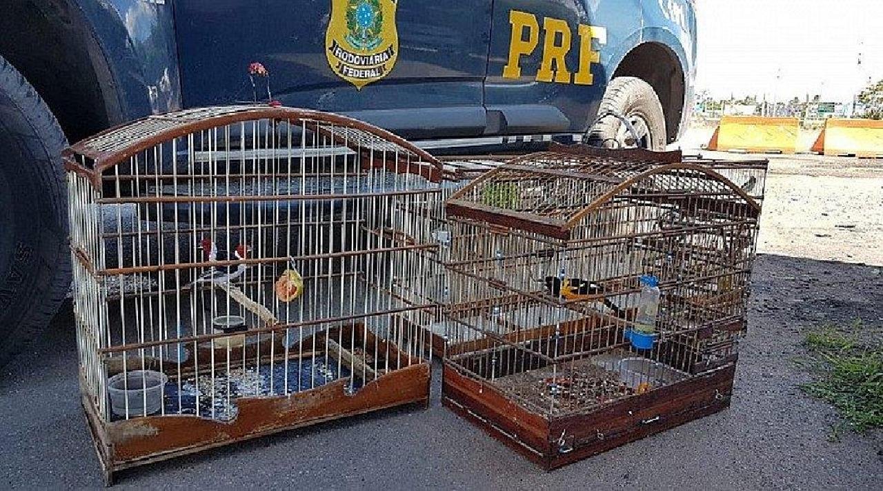 OPERAÇÃO APREENDE 42 AVES SILVESTRES E TRÊS PÁSSAROS EXÓTICOS NA BAHIA OPERAÇÃO APREENDE 42 AVES SILVESTRES E TRÊS PÁSSAROS EXÓTICOS NA BAHIA