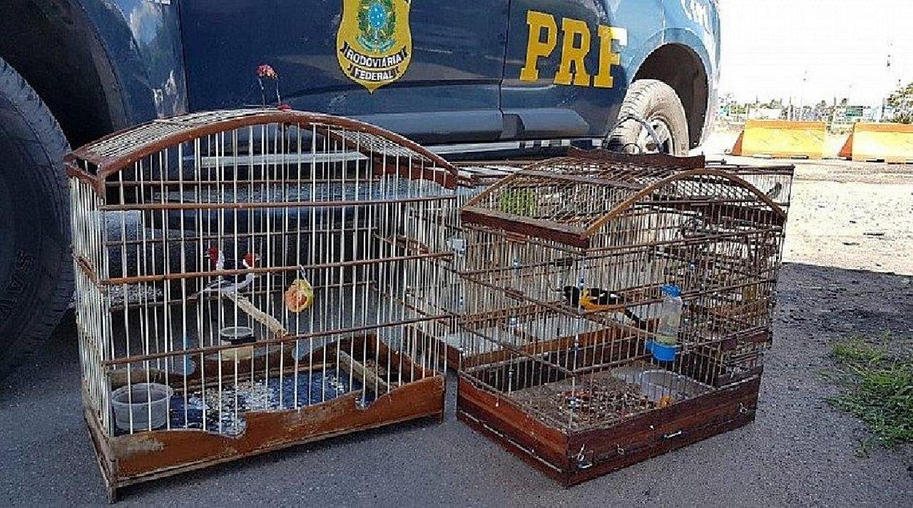 OPERAÇÃO APREENDE 42 AVES SILVESTRES E TRÊS PÁSSAROS EXÓTICOS NA BAHIA