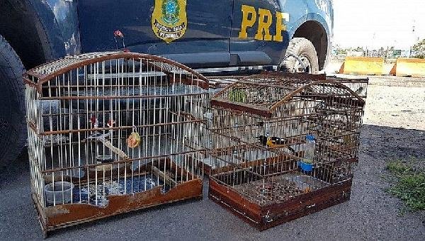 OPERAÇÃO APREENDE 42 AVES SILVESTRES E TRÊS PÁSSAROS EXÓTICOS NA BAHIA