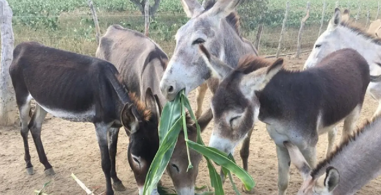 BAHIA LIDERA ABATE DE JUMENTOS E ESPÉCIE CAMINHA PARA EXTINÇÃO NO BRASIL COM 94% DA POPULAÇÃO ABATIDA BAHIA LIDERA ABATE DE JUMENTOS E ESPÉCIE CAMINHA PARA EXTINÇÃO NO BRASIL COM 94% DA POPULAÇÃO ABATIDA