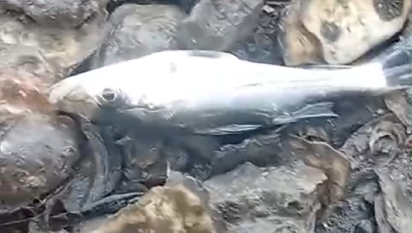 PEIXES MORTOS SÃO ENCONTRADOS NO RIO CACHOEIRA, EM ILHÉUS