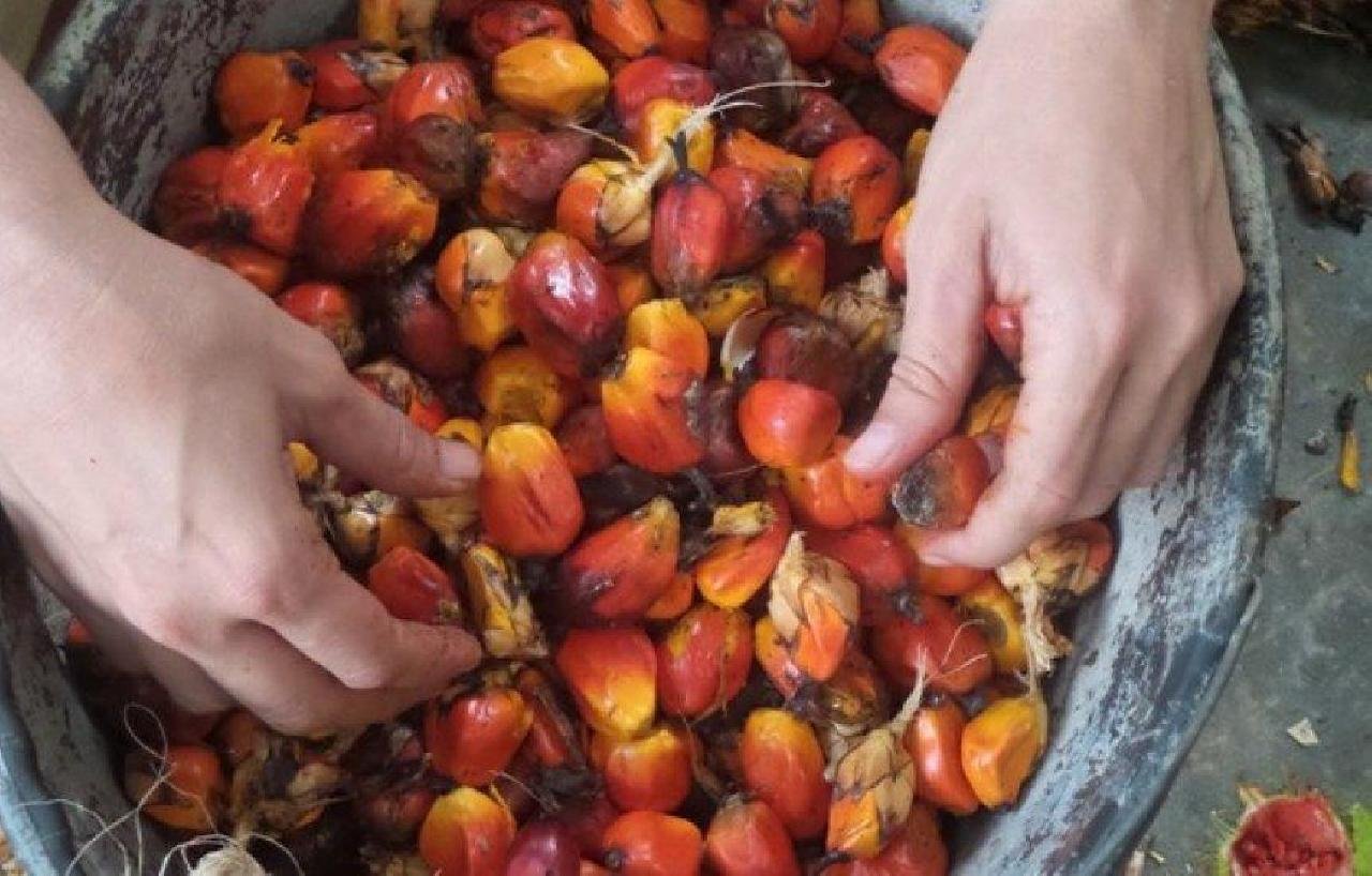 SAFRA ABAIXO DO ESPERADO PROVOCA ESCASSEZ DE DENDÊ NA BAHIA SAFRA ABAIXO DO ESPERADO PROVOCA ESCASSEZ DE DENDÊ NA BAHIA