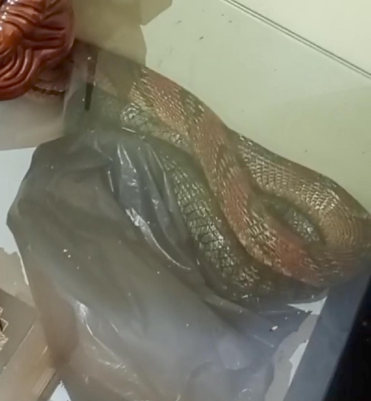 MORADORES ENCONTRAM COBRA NO RESIDENCIAL VILELA, EM ILHÉUS MORADORES ENCONTRAM COBRA NO RESIDENCIAL VILELA, EM ILHÉUS