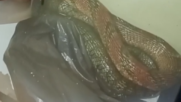 MORADORES ENCONTRAM COBRA NO RESIDENCIAL VILELA, EM ILHÉUS