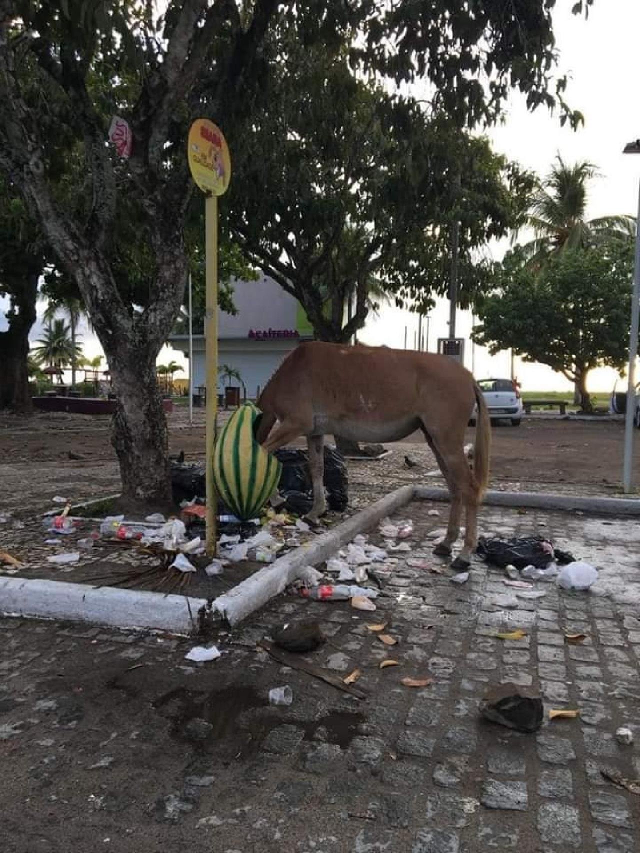 De cavalos comendo lixo na rua a esgoto estourado: moradores de Olinda  convivem com descaso