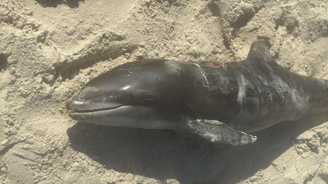 GOLFINHO É ENCONTRADO MORTO NA PRAIA DO SUL, EM ILHÉUS