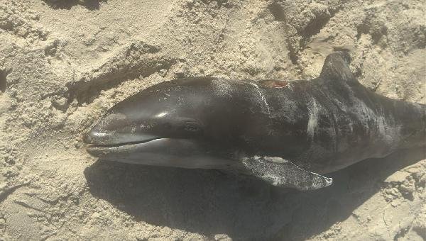 GOLFINHO É ENCONTRADO MORTO NA PRAIA DO SUL, EM ILHÉUS