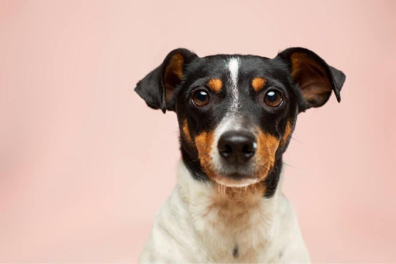 ILHÉUS: ONG DE ANIMAIS REALIZA FEIRA DE ADOÇÃO NO PRÓXIMO SÁBADO (11)
