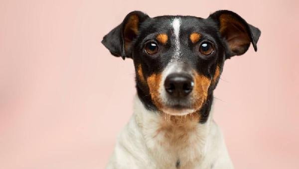 ILHÉUS: ONG DE ANIMAIS REALIZA FEIRA DE ADOÇÃO NO PRÓXIMO SÁBADO (11)