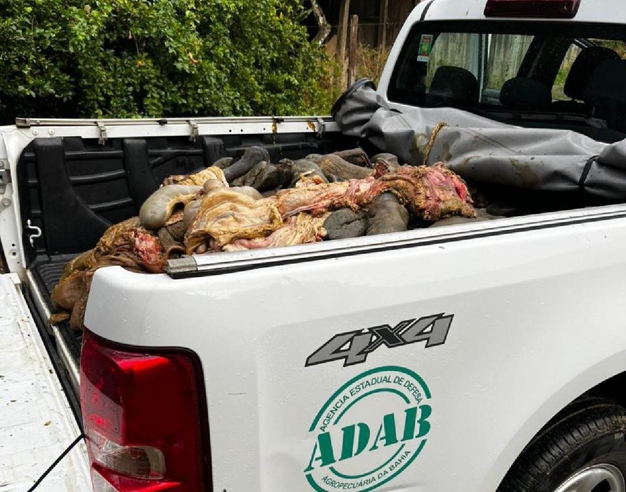1,5 TONELADA DE CARNE PROVENIENTE DE ABATES CLANDESTINOS É APREENDIDA EM CANAVIEIRAS, UNA, AURELINO LEAL E ITAPITANGA 1,5 TONELADA DE CARNE PROVENIENTE DE ABATES CLANDESTINOS É APREENDIDA EM CANAVIEIRAS, UNA, AURELINO LEAL E ITAPITANGA