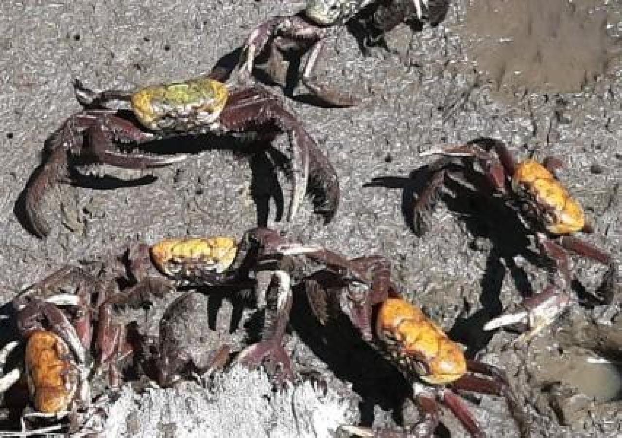 INSTITUÍDO PERÍODO DE DEFESO PARA O CARANGUEJO-UÇÁ NA BAHIA INSTITUÍDO PERÍODO DE DEFESO PARA O CARANGUEJO-UÇÁ NA BAHIA