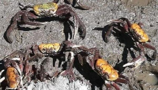  INSTITUÍDO PERÍODO DE DEFESO PARA O CARANGUEJO-UÇÁ NA BAHIA