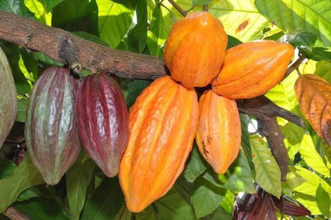 SECRETÁRIO AFIRMA QUE 80% DA PRODUÇÃO DE CACAU NA REGIÃO VEM DA AGRICULTURA FAMILIAR SECRETÁRIO AFIRMA QUE 80% DA PRODUÇÃO DE CACAU NA REGIÃO VEM DA AGRICULTURA FAMILIAR