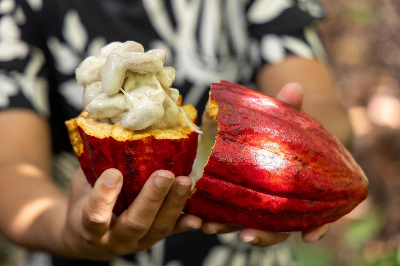 PROJETO DE LEI QUE DEFINE NOVAS REGRAS PARA COMPOSIÇÃO E ROTULAGEM DE CHOCOLATES NO BRASIL AVANÇA NO CONGRESSO