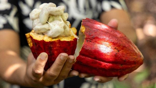 PROJETO DE LEI QUE DEFINE NOVAS REGRAS PARA COMPOSIÇÃO E ROTULAGEM DE CHOCOLATES NO BRASIL AVANÇA NO CONGRESSO