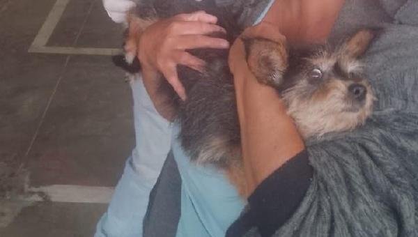 ILHÉUS INICIA CAMPANHA NACIONAL DE VACINAÇÃO ANTIRRÁBICA PARA CÃES E GATOS
