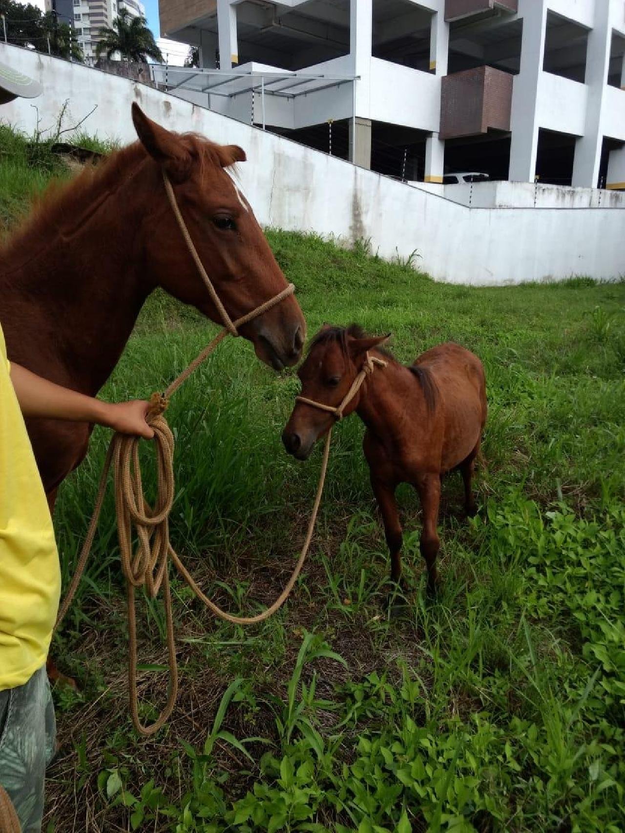 ZOONOSES APREENDE ANIMAIS SOLTOS EM ITABUNA