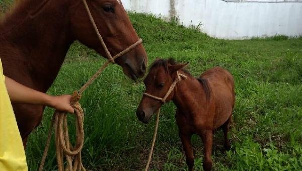 ZOONOSES APREENDE ANIMAIS SOLTOS EM ITABUNA