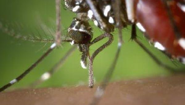  BAHIA CONCENTRA 39% DOS REGISTROS DE CHIKUNGUNYA DO PAÍS