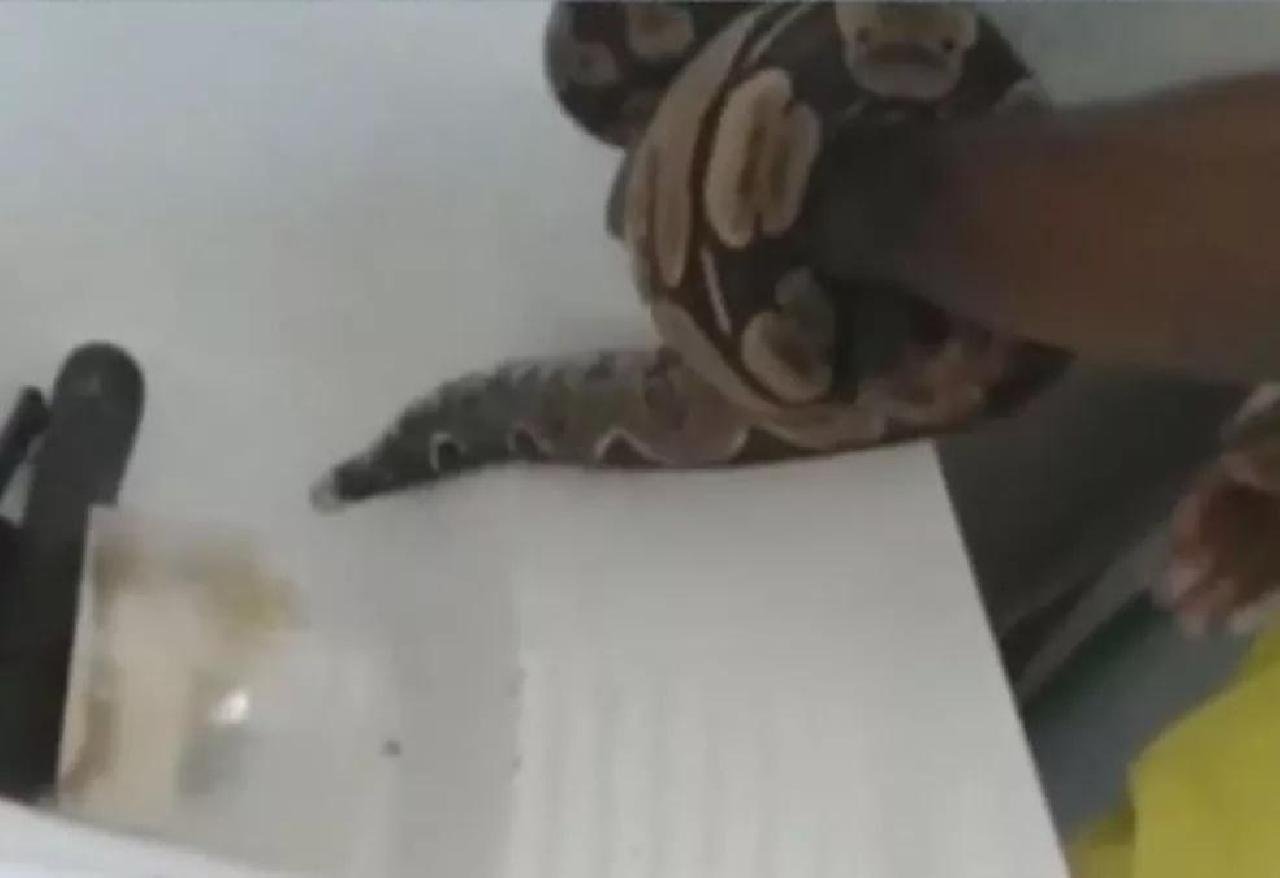 MORADOR ENCONTRA JIBOIA EM PIA DE IMÓVEL EM ILHÉUS; COBRA É RESGATADA PELOS BOMBEIROS MORADOR ENCONTRA JIBOIA EM PIA DE IMÓVEL EM ILHÉUS; COBRA É RESGATADA PELOS BOMBEIROS